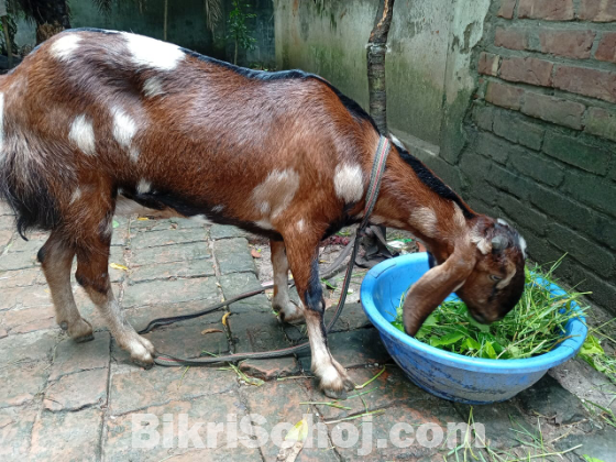 মায়া ছাগল (বয়স: ১বছর+)